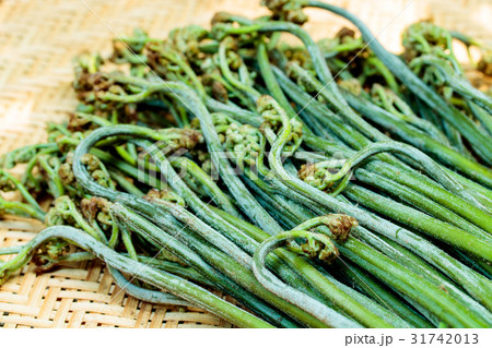 朝採りワラビ 朝採りワラビ 31742013