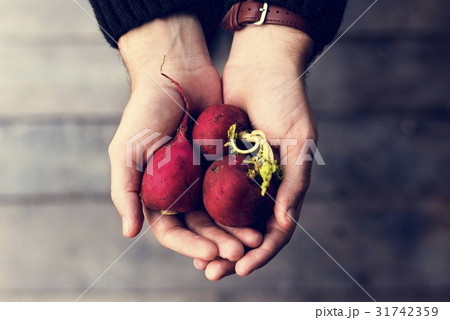 Hand holding fresh organic radish nature product 31742359