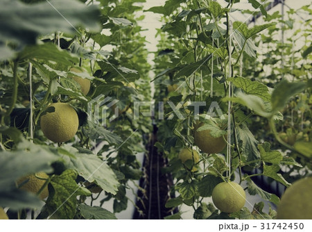 Organic honeydew harvest nature garden Organic honeydew harvest nature garden 31742450