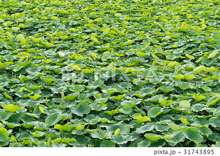 一面に広がる初夏の蓮畑（麻機遊水地　静岡市） 31743895