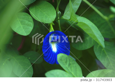 豆科 マメ科 植物 31743903