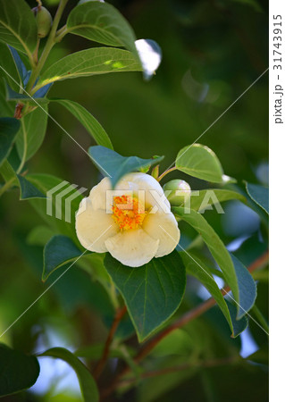 ナツツバキ 31743915