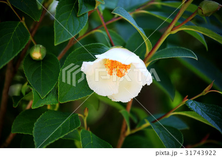 ナツツバキ ナツツバキ 31743922