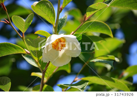 ナツツバキ 31743926