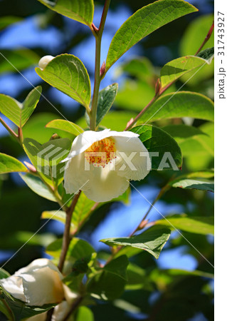 ナツツバキ 31743927