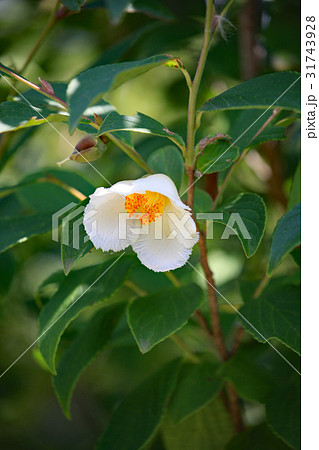ナツツバキ 31743928
