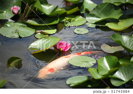 勸修寺のスイレンと鯉 31743984