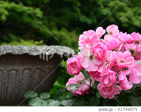 バラ バラ 31744075