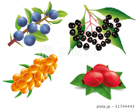 Group of sea buckthorn, rose hip, black elderberry 31744443