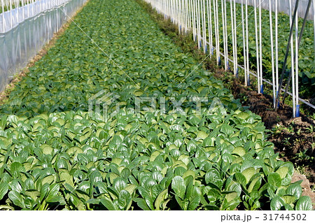ハウス栽培のコマツナ ハウス栽培のコマツナ 31744502