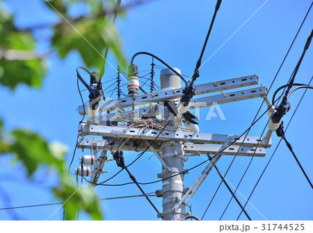 カラスの巣-19780 31744525