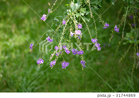 デュランタ デュランタ 31744869