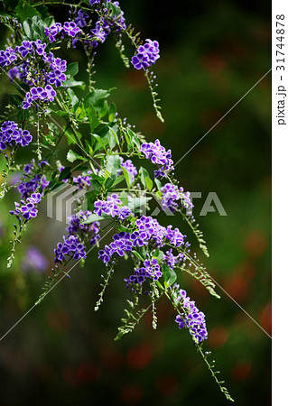 デュランタ 31744878