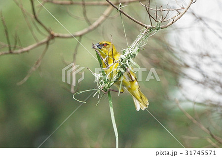 原産地 アフリカ アフリカ大陸 31745571