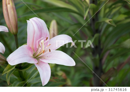 ユリの花 31745616