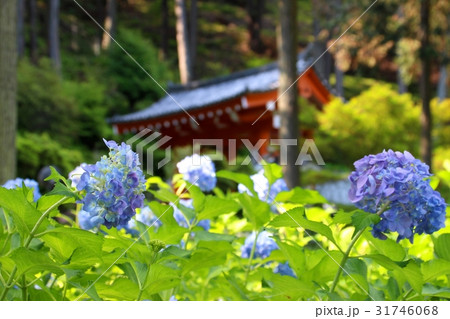 三室戸寺の紫陽花  31746068