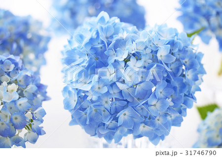 あじさい 31746790