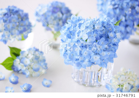 あじさい あじさい 31746791