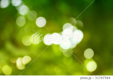 Bokeh natural color background, colorful leaf  31747564