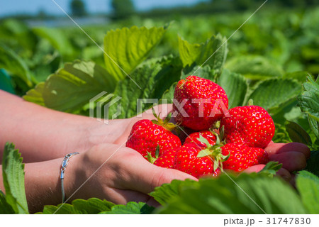 Handful fresh picked delicious strawberries held Handful fresh picked delicious strawberries held 31747830