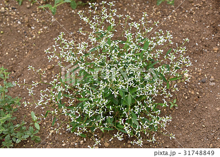 ユーフォルビア・ダイアモンドフロスト 31748849