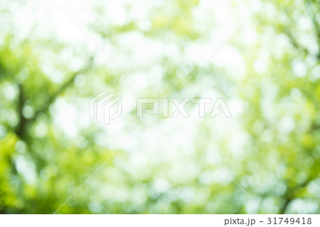 新緑 ぼけ 新緑 ぼけ 31749418
