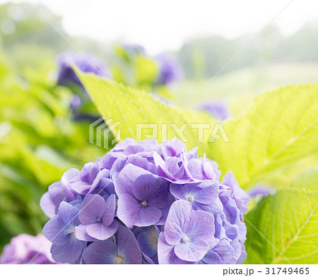 あじさい 31749465