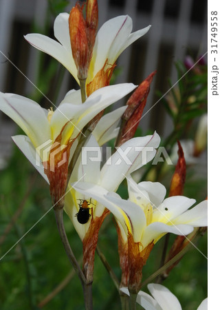 スイセンアヤメとクロウリハムシ 31749558