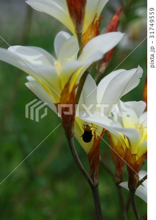 スイセンアヤメとクロウリハムシ スイセンアヤメとクロウリハムシ 31749559