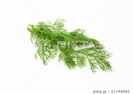 Fresh dill weed 31749685
