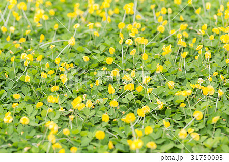 fields of pinto peanut fields of pinto peanut 31750093