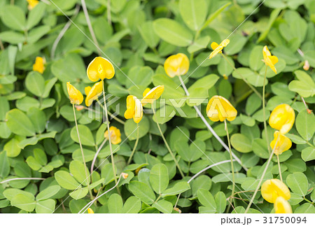 pinto peanuts flower blooming pinto peanuts flower blooming 31750094