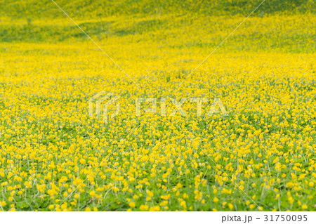 fields of pinto peanut fields of pinto peanut 31750095