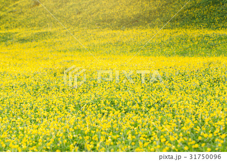 fields of pinto peanut fields of pinto peanut 31750096