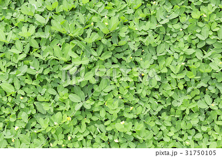 pinto peanut green leaves 31750105