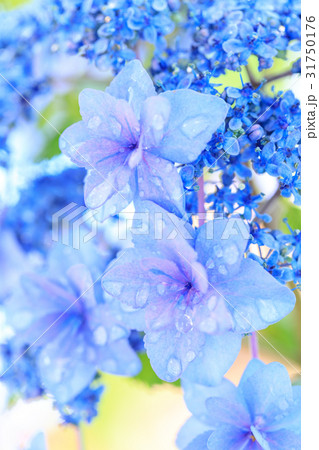 アジサイ 品種(星の桜) 31750176