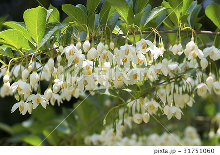 エゴの花 31751060