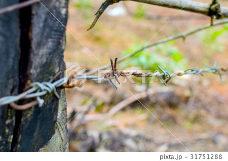 Rusty barbed wire 31751288