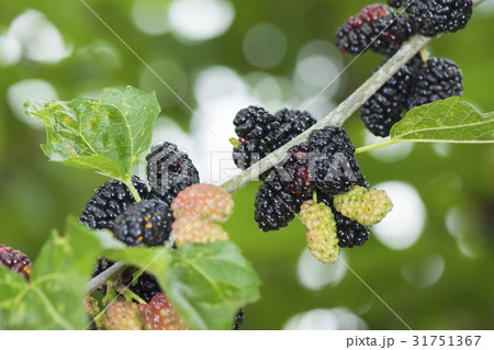 桑の実 31751367