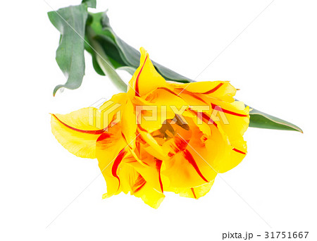 Terry yellow tulip with red stripe, isolated on Terry yellow tulip with red stripe, isolated on 31751667