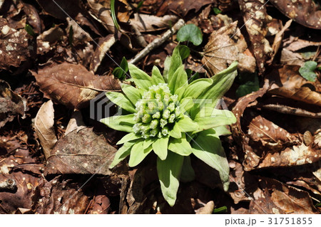 岡山森林公園のフキノトウ 岡山森林公園のフキノトウ 31751855