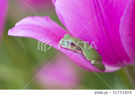 アマガエル アマガエル 31751859