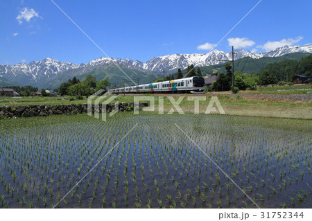 大糸線　初夏の白馬山麓 31752344