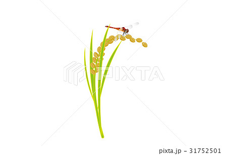 秋の風物詩赤とんぼ 秋の風物詩赤とんぼ 31752501