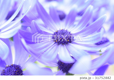 美しいパープルのシネラリア 美しいパープルのシネラリア 31752882