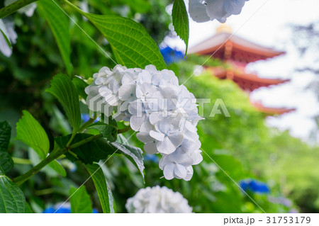 高幡不動尊の紫陽花と五重塔　 31753179