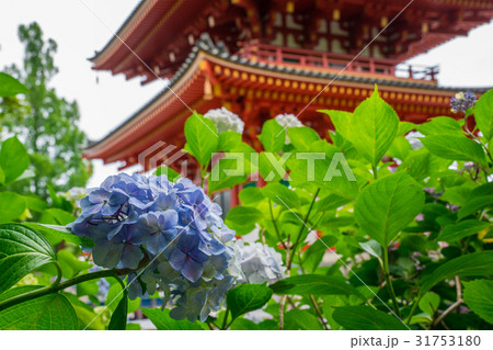高幡不動尊の紫陽花と五重塔　 31753180