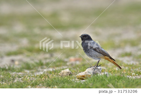 Black redstart, Phoenicurus ochruros Black redstart, Phoenicurus ochruros 31753206