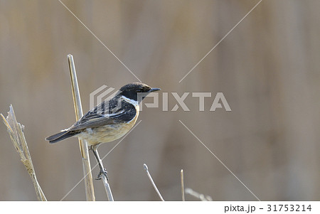 Whinchat, Saxicola rubetra 31753214