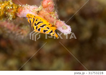 トラフケボリタカラガイ トラフケボリタカラガイ 31753228